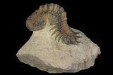 Bargain, Crotalocephalina Trilobite - Foum Zguid, Morocco #171513-3